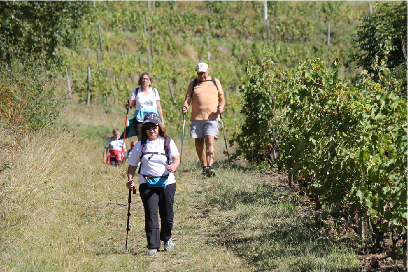  Rando Des Vendanges Pédestre 